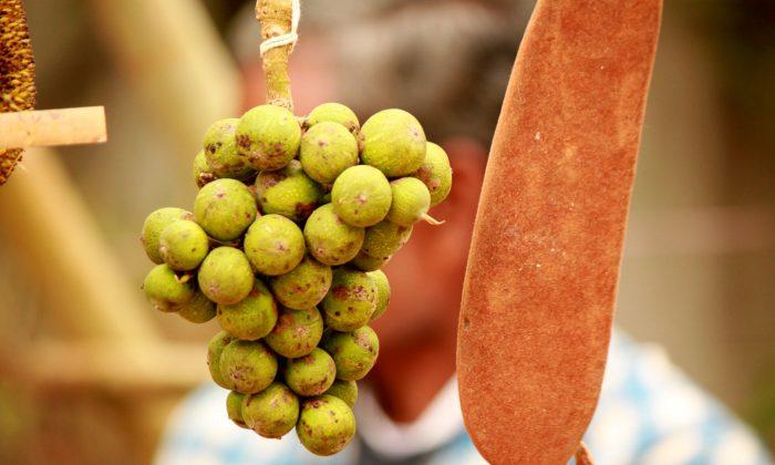 Forest Food of Indian Tribes Can Overcome Nutrition Crisis
