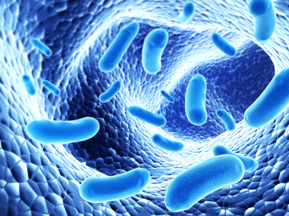  The bacteria living in your gut have more to do with your immune system than you might think. (rentusha/istock/thinkstock)