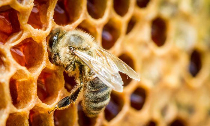 7 Health Benefits of Bee Propolis