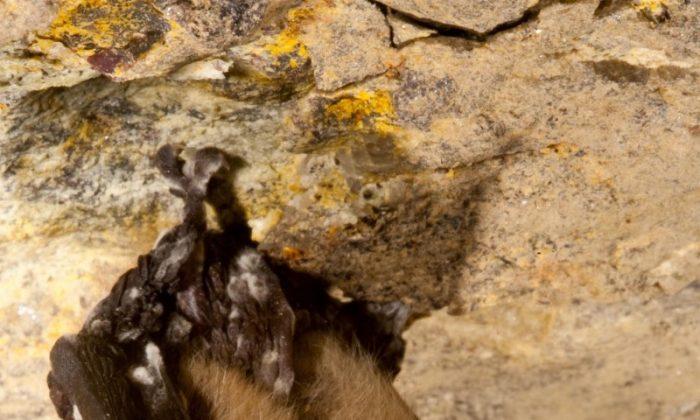 Social Bats More Prone to White-Nose Syndrome
