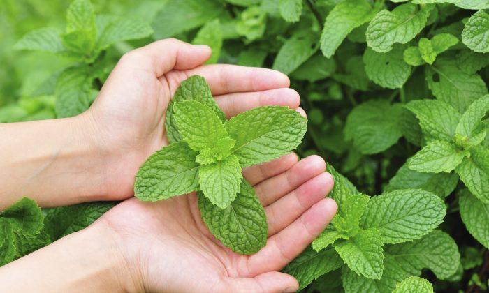 Cooking for Healing—The Many Medicinal Properties of Mint