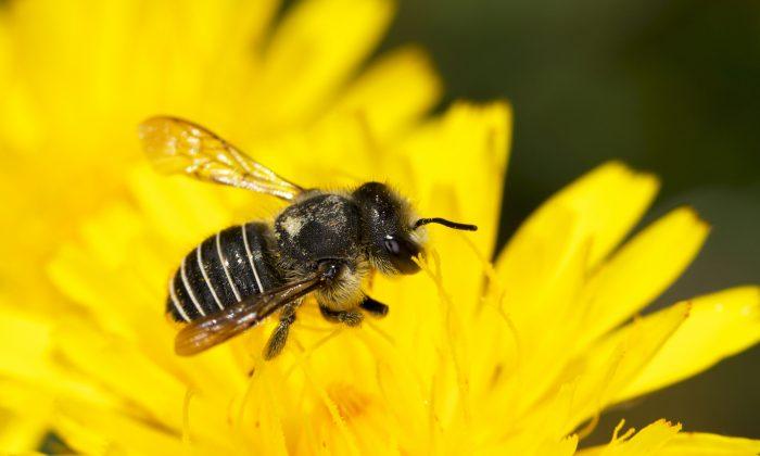 How African Honey Bees Can Help Mitigate Global Colony Losses