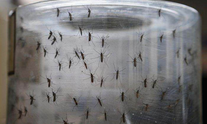Los Angeles County Reports Second Case of Locally Transmitted Dengue Fever