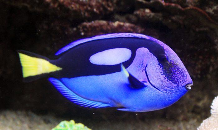 Finding Dory May Kill Her, Researchers Say—It Almost Killed Nemo