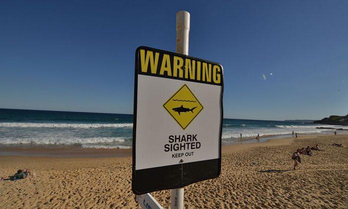 10 Ways to Avoid a Shark Attack