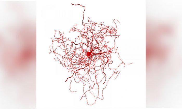 New Brain Cell Found in Area Responsible for Human Consciousness