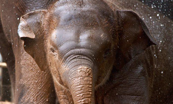 Elephant Dies from Herpes, Sydney’s Taronga Zoo Heartbroken
