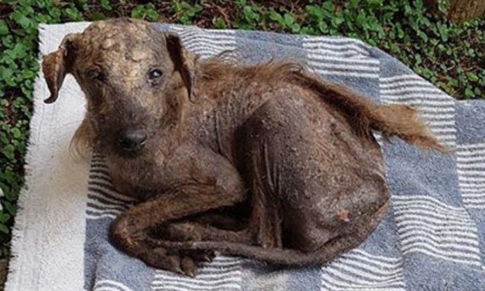 Street Dog Was All Skin and Bones Until Rescuer Found It and Is Unrecognizable Now