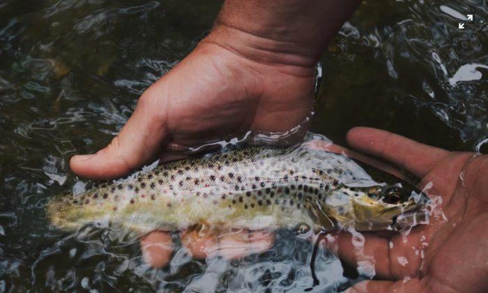 Mystery Solved of Trout With Wedding Ring Caught in Lake Michigan