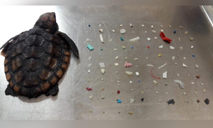 Tiny Dead Sea Turtle Washes Ashore Stuffed Full of Ingested Plastics