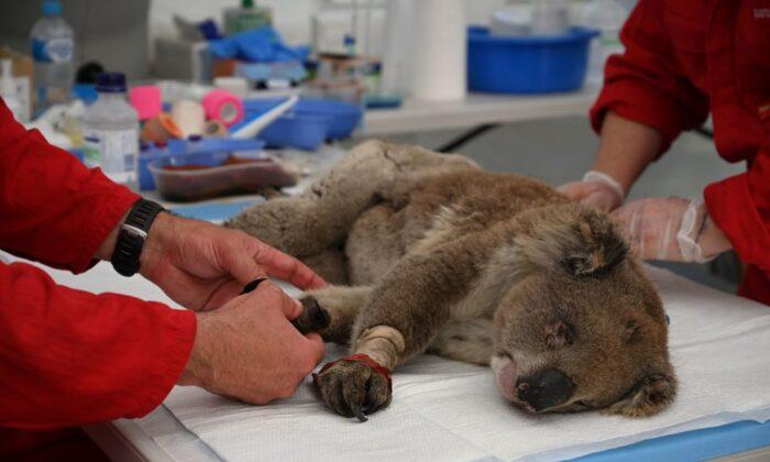 Farmer Fined $34,000 for His Role in Mass Koala Deaths