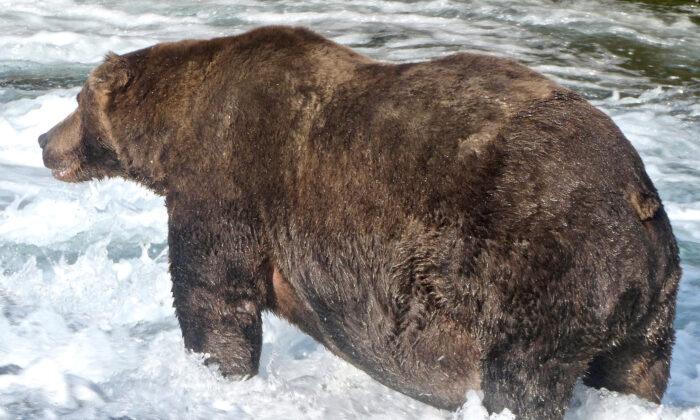 10 Seconds of Terror: Alaska Man Survives Brown Bear Mauling
