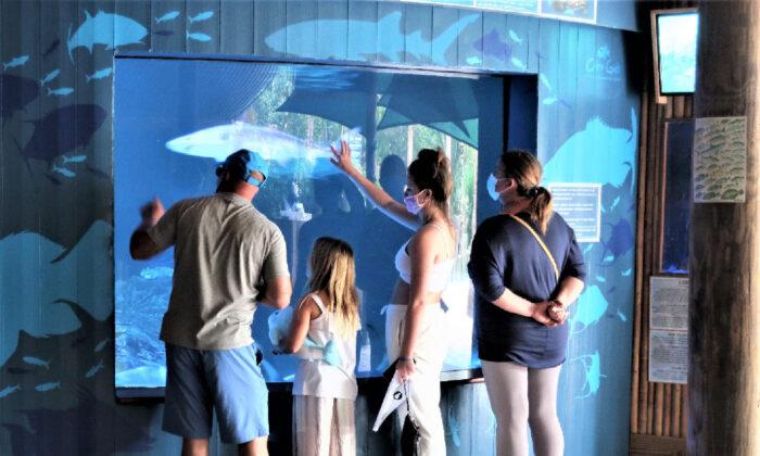 Aquarium Encounters Offers Play With Sea Creatures