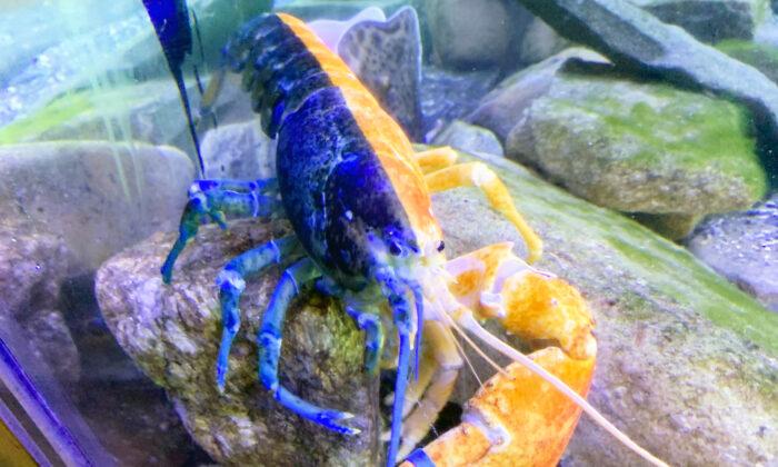 1-in-50-Million Blue-Orange Lobster Rehomed After Aquarium in Maine Closed During COVID