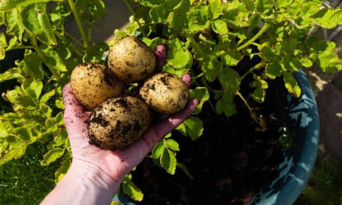 How to Grow Potatoes in Containers