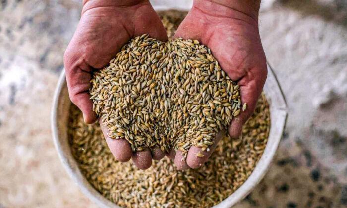 25 Million Tons of Grains Blocked From Export From Ukraine: UN Food Agency