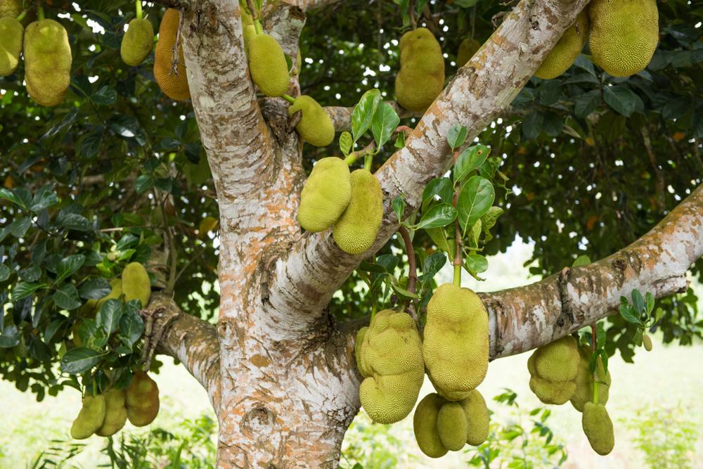 Strange, Nutritious, and Delicious: Jackfruit