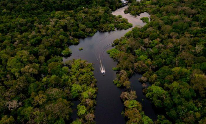 New Giant Anaconda Discovered in Amazon Rainforest