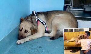 Terrified Dog Hides in the Corner of Shelter Until She’s Rescued, Forms the Most Special Bond With Owner
