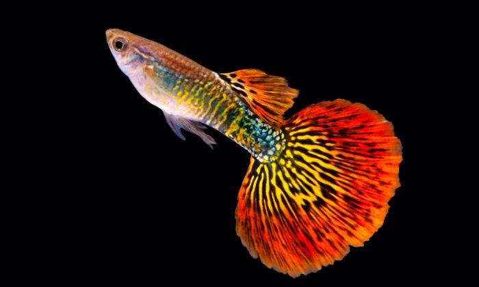 How to Find the Best Fish for Your Beginner Aquarium