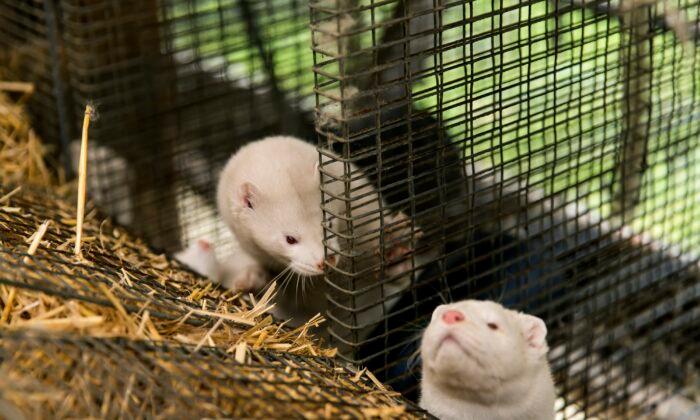 Thousands of Mink Released From Cages by Vandals at Pennsylvania Farm