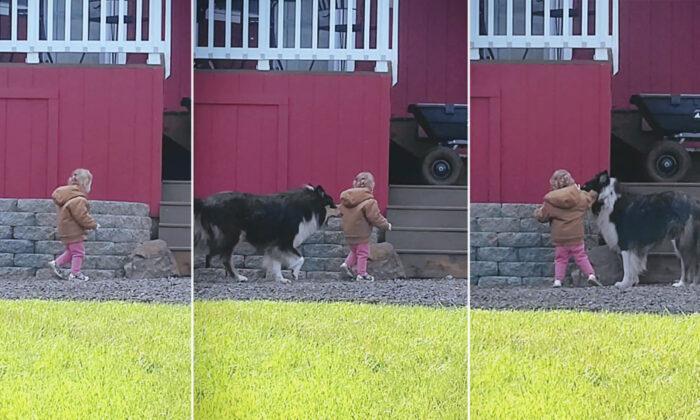 ‘He’s Always Right There’: Dog Protects Toddler From Any Danger by Putting Himself in Front of Her