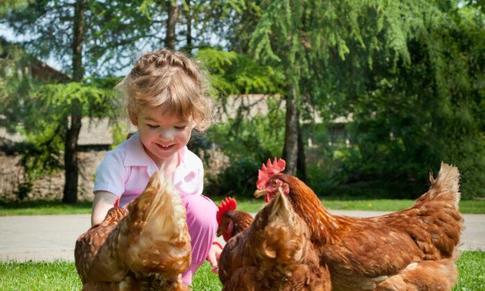Introduce Your Kids to the Eggstraordinary World of Chicken Keeping