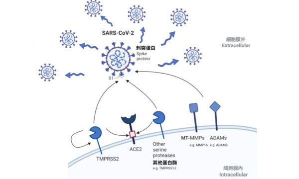 Inhibitors of SARS-CoV-2 New Host Protease Reduces Omicron Variant Infection: Study