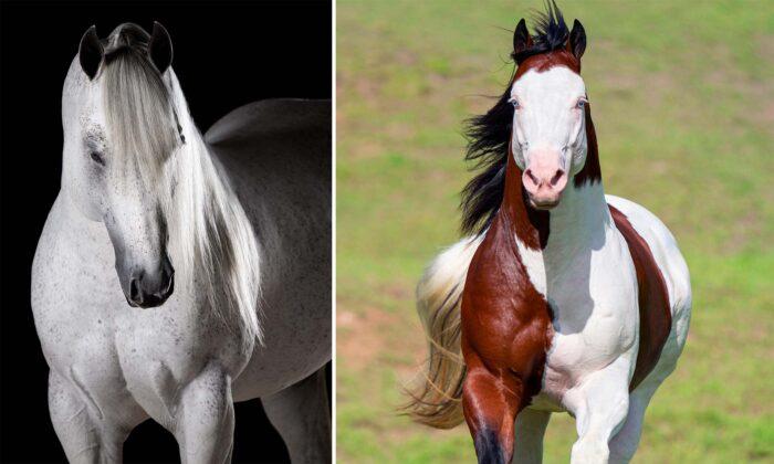 Man Turns His Love of Horses Into Majestic Art, Shares Breathtaking Photos With the World