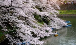 Top 10 Places to See Cherry Blossoms Around the World