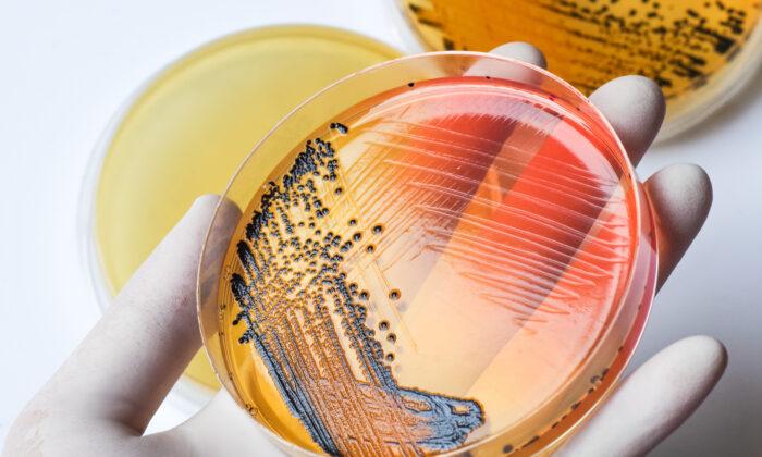 Lack of Urgency in Creating New Antibiotics Raises Concerns