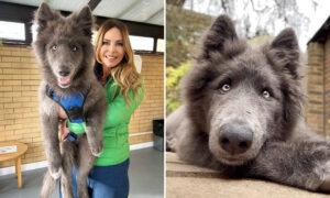 This Rare Giant 'Blue Wolfdog' Is Goofy and Fun—but Can't Be Everyone's Pet, Here's Why: VIDEO
