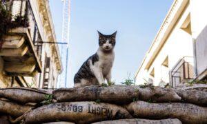 Curfews Could be Used in Australia's War on Feral Cats