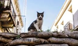 Curfews Could be Used in Australia's War on Feral Cats
