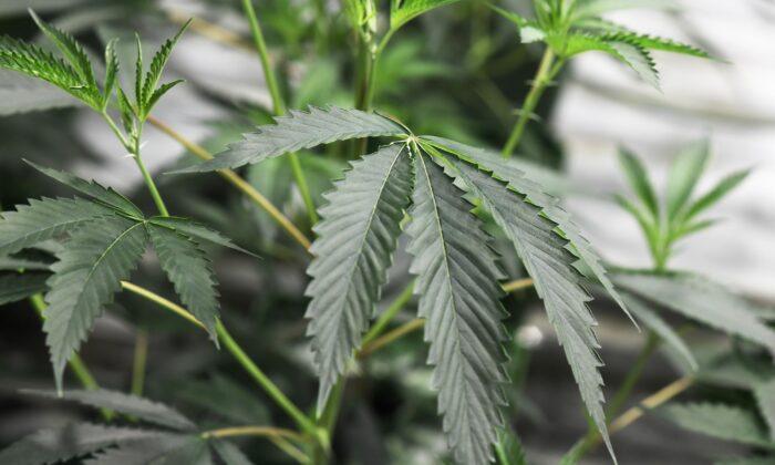 Maine Lawmakers Reject Bill That Targets China-Run Marijuana Farms