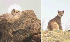 'It's So Rare': Utah Woman Encounters Young Mountain Lion on a Hike and It Takes Her Breath Away
