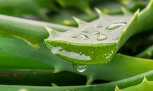 Aloe Vera: First Aid for Hemorrhoids, Dry Skin, Burns, Wounds and More
