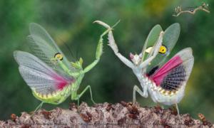 Fun Photography: Brilliant Up-Close Photos of Praying Mantises’ Adorable Dance Moves