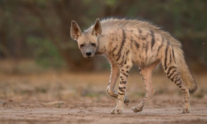 Photographer Endures 115-Degree Desert Heat for Two Months to Get Rare Shots of Striped Hyena