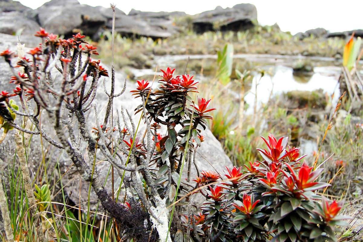  Bonnetia plants are common in the Roraima region. (Adwo/Shutterstock)