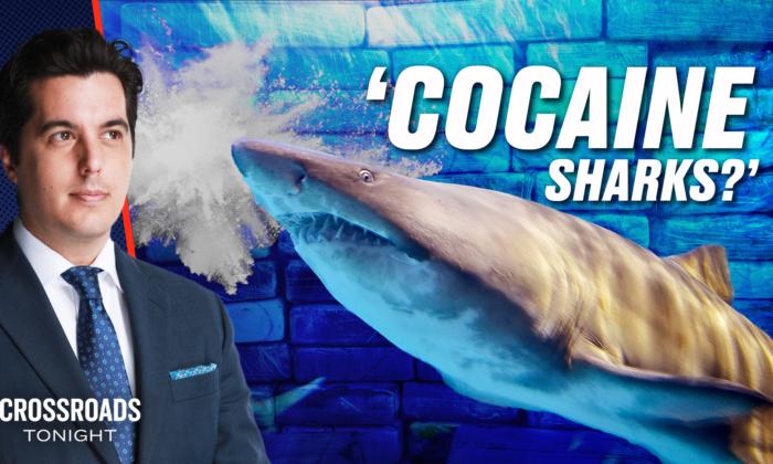 ‘Cocaine Sharks’ and ‘Feminized Fish’—What’s Going On With Our Water?