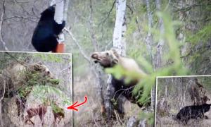 VIDEO: Huge Mother Moose Defends Twin Calves From 'Very Hungry' Black Bear in Alaska—‘It Was Scary'
