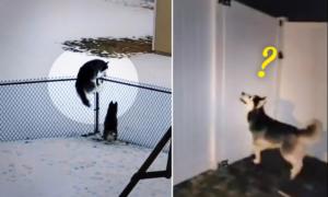 Escape Artist Huskies Break Out Again, so Couple Build 6-foot Fence to Stop Them—Then It Happened