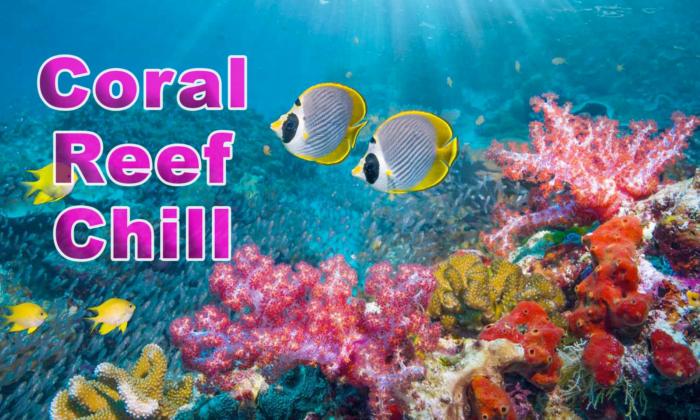 Coral Reef Chill