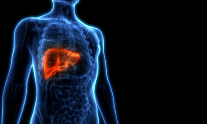 The Liver's Phoenix-Like Powers of Self-Healing and How You Can Help It