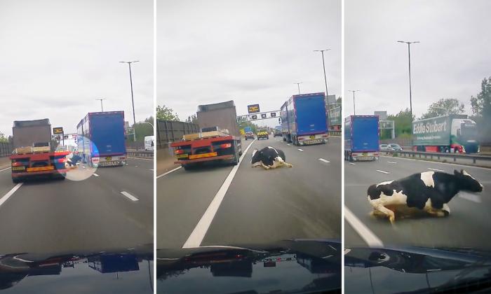 VIDEO: Motorist Shocked as Cow Falls From Trailer on Busy Motorway, Narrowly Steers Clear of Bovine