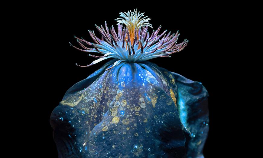 'The Soul and Energy of Flowers': UV Light Photography Captures the Unseen Beauty of Flowers
