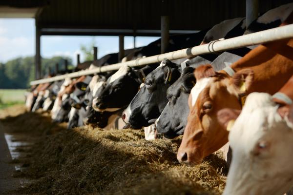 Flatulence-Reducing Livestock Feed Could Win Prestigious World Prize