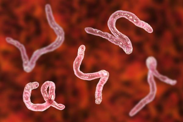 Parasitic Worm May Shield Against COVID-19: Study