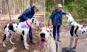 Giant Great Dane Falls in Love With Grandma on Hiking Trail—And Their Bond Is Heart-Melting